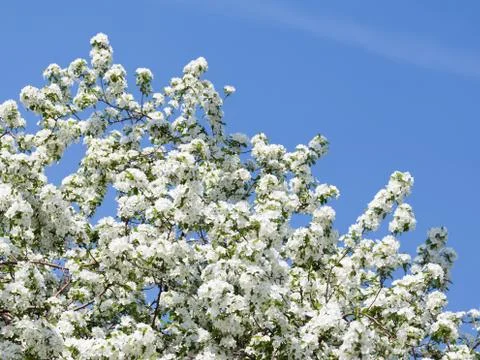 Beautiful apple tree in spring Stock Photos