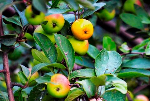 Beautiful apples Foto stock