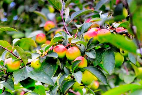Beautiful apples Foto stock