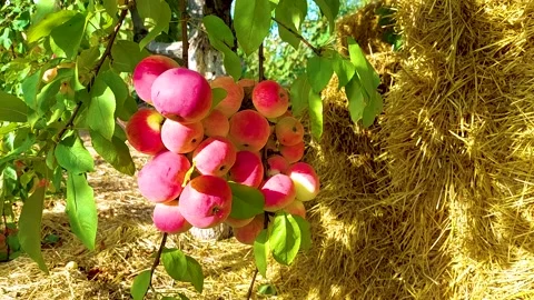Beautiful apples on the tree Stock Footage 160291139
