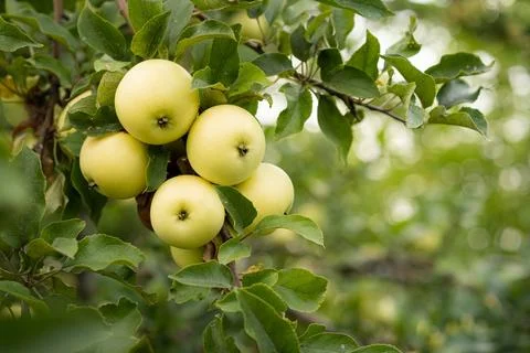 Beautiful apples on a tree, space for text on the right Stock Photos