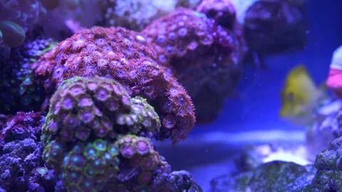 Beautiful aquarium fish Stock Footage 75721285