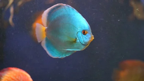 Beautiful aquarium fish Video stock 75732724