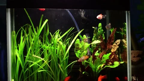 Beautiful aquarium Stock Footage 163171650
