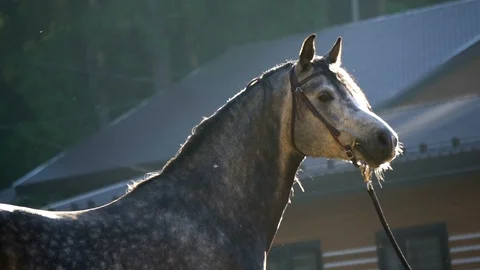 Beautiful arab stallion posing in sunset Stock Footage 110380637