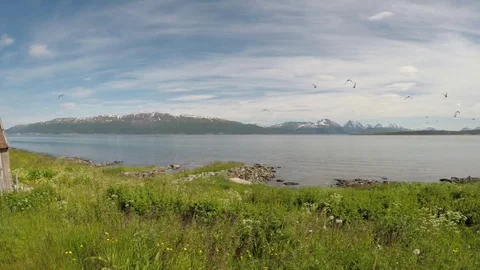 Beautiful arctic tern and seagull flocks fighting in the air over blue fjord Stock Footage 79089904