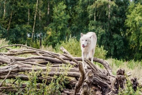 Beautiful arctic wolf standing on a tree Stock Photos