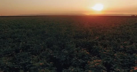 Beautiful arial view of the plantation Video stock 67876485