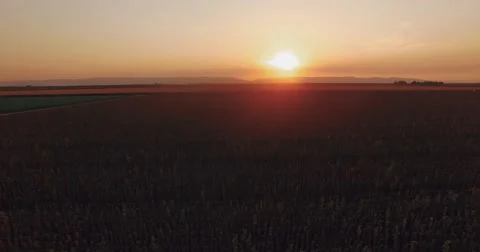 Beautiful arial view of the plantation Stock Footage 67876871