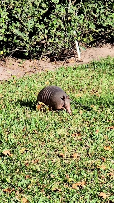 Beautiful Armadillo Stock-Footage 317344953