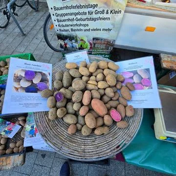 A Beautiful Array of Colorful Potatoes Displayed Artistically at the Local Stock Photos
