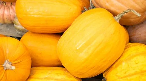 A Beautiful Array of Colorful Pumpkins Displayed in a Rustic Setting for Autumn Stock Photos