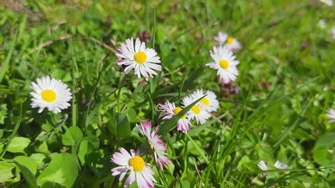 A Beautiful Array of Delicate Daisy Flowers Blooming Amidst Lush Green Gras.. Vídeo Stock 333927280