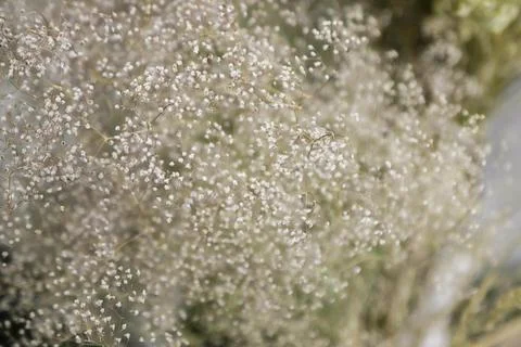 Beautiful array of dried flowers and delicate foliage showcasing natural co.. 스톡 사진