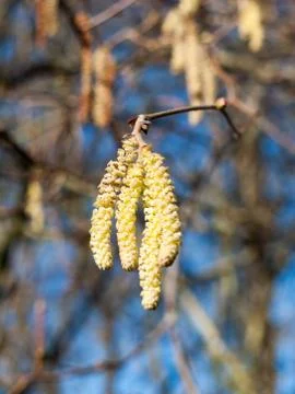 Beautiful array of hanging catkins on bare branch tree sky in spring Stock Photos