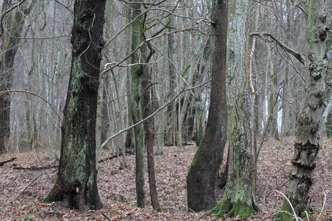 Beautiful array of trunks in the autumn forest Stock Photos