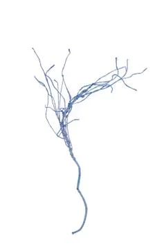 Beautiful artificial branch Фото