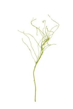 Beautiful artificial branch Fotos Stock
