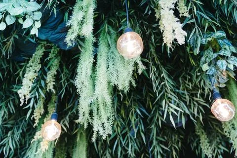 A beautiful artificial ceiling design featuring hanging plants and light bulb Stock Photos