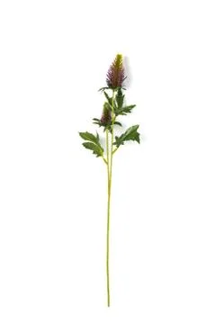 Beautiful artificial flower Фото