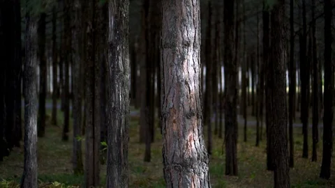 Beautiful artificial forest Stock Footage 97652205