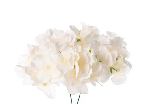 Beautiful artificial hydrangea flowers isolated on white background Stock Photos