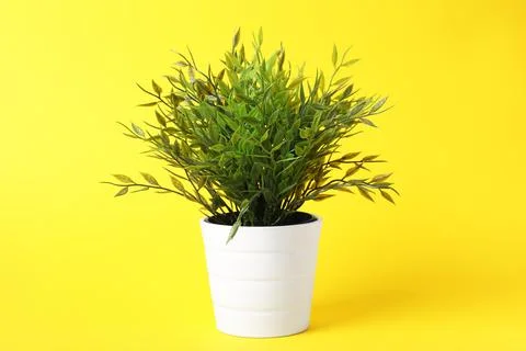 Beautiful artificial plant in flower pot on yellow background Stock Photos