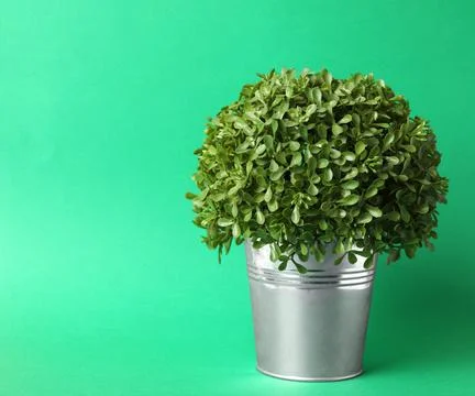 Beautiful artificial plant in flower pot on green background Stock Photos