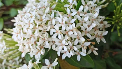 Beautiful Ashoka flowers Stock Footage 288525988