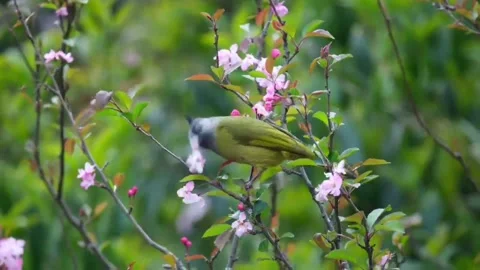 A beautiful ashy bulbul bird perched on a flowering branch in spring Видео 336033366