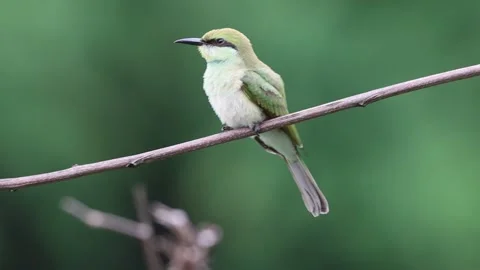 Beautiful Asian bee eater bird Stock Footage 246708186