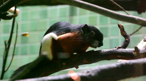 Beautiful asian squirrel on branch Stock Footage 54937659