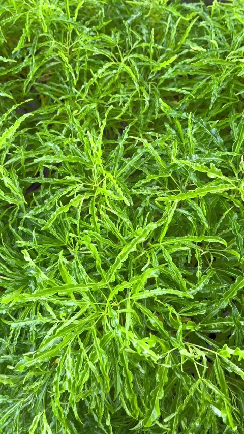 Beautiful asparagus densiflorus leaf texture. Stock Footage 306711568