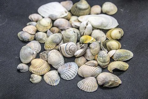 Beautiful assorted seashells lie on a black cloth Stockfoto's