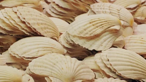 A beautiful assortment of natural sea shells with diverse textures and warm Stock Footage 285646777