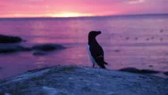 Beautiful Auk Bird At The Violet Sunset In Sweden Stock Footage