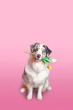 Beautiful Aussie dog with multi-colored eyes holds a bouquet of tulips Stock Photos