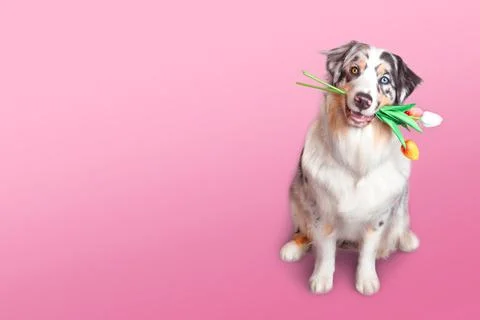 Beautiful Aussie dog with multi-colored eyes holds a bouquet of tulips Stock Photos