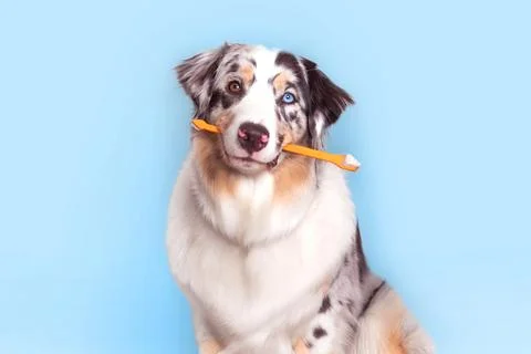 Beautiful Aussie dog with multi-colored eyes holds a range toothbrush Fotos Stock