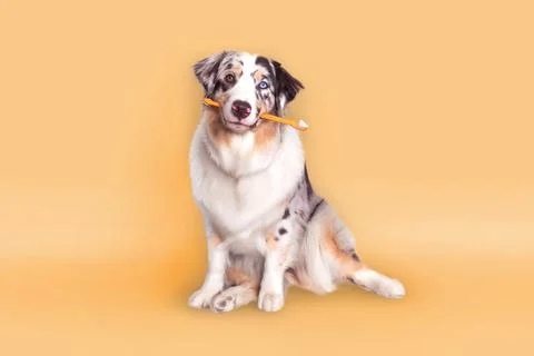 Beautiful Aussie dog with multi-colored eyes holds a orange toothbrush Stock Photos