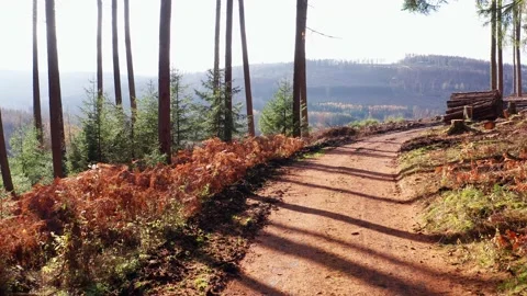 A beautiful autum forest path in the sun in 4k 스톡 동영상 144183276