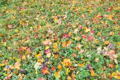 Beautiful autumn background. Colored maple leaves lying down on the grass. Se Stock Photos