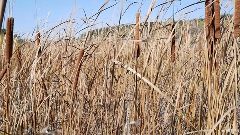 Beautiful autumn background developing in the wind cattail Stock Footage 123256929