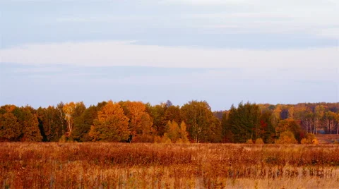 Beautiful autumn background Stock Footage 42489464