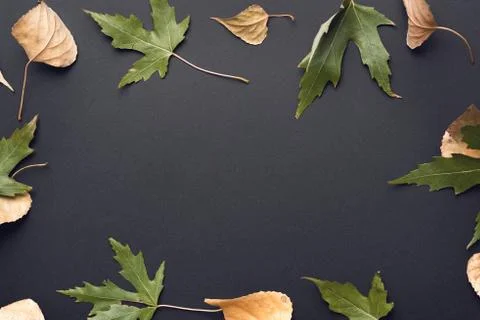 Beautiful autumn background Stock Photos