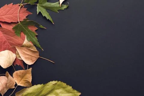 Beautiful autumn background Stock Photos