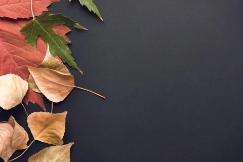 Beautiful autumn background Stock Photos