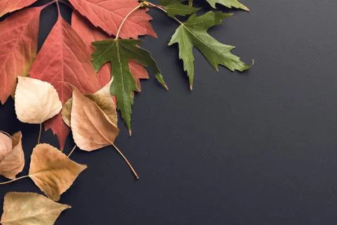 Beautiful autumn background Stock Photos