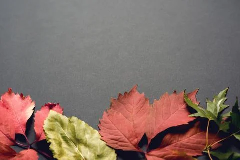 Beautiful autumn background Stock Photos