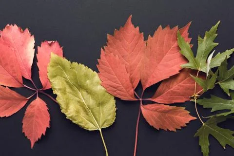 Beautiful autumn background Stock Photos